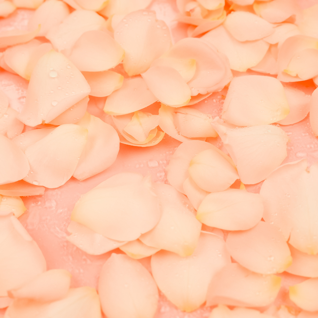 Peach Rose Petals