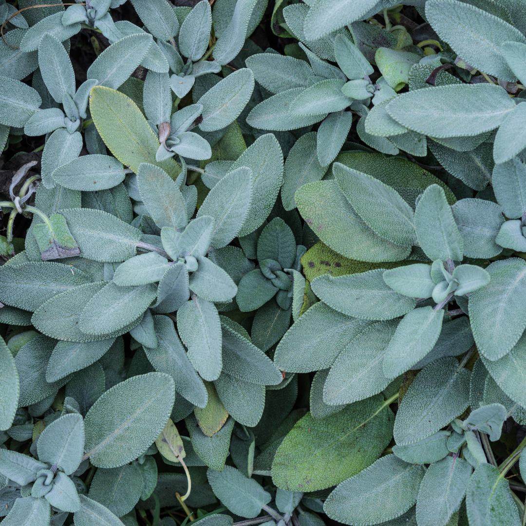 Sage