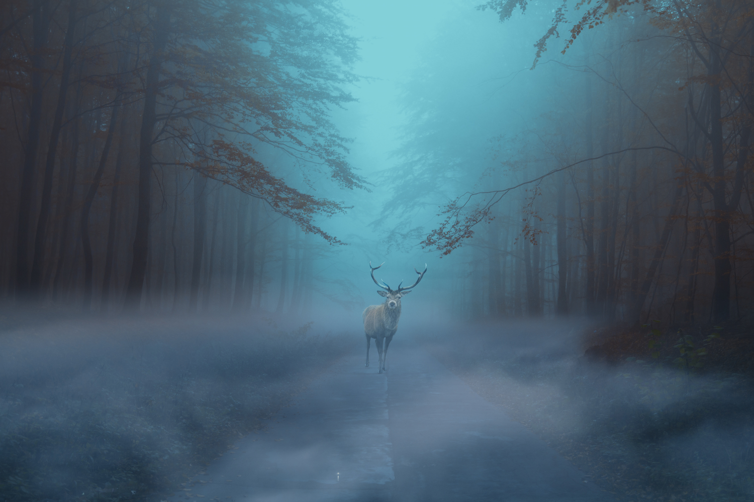 The Clearing