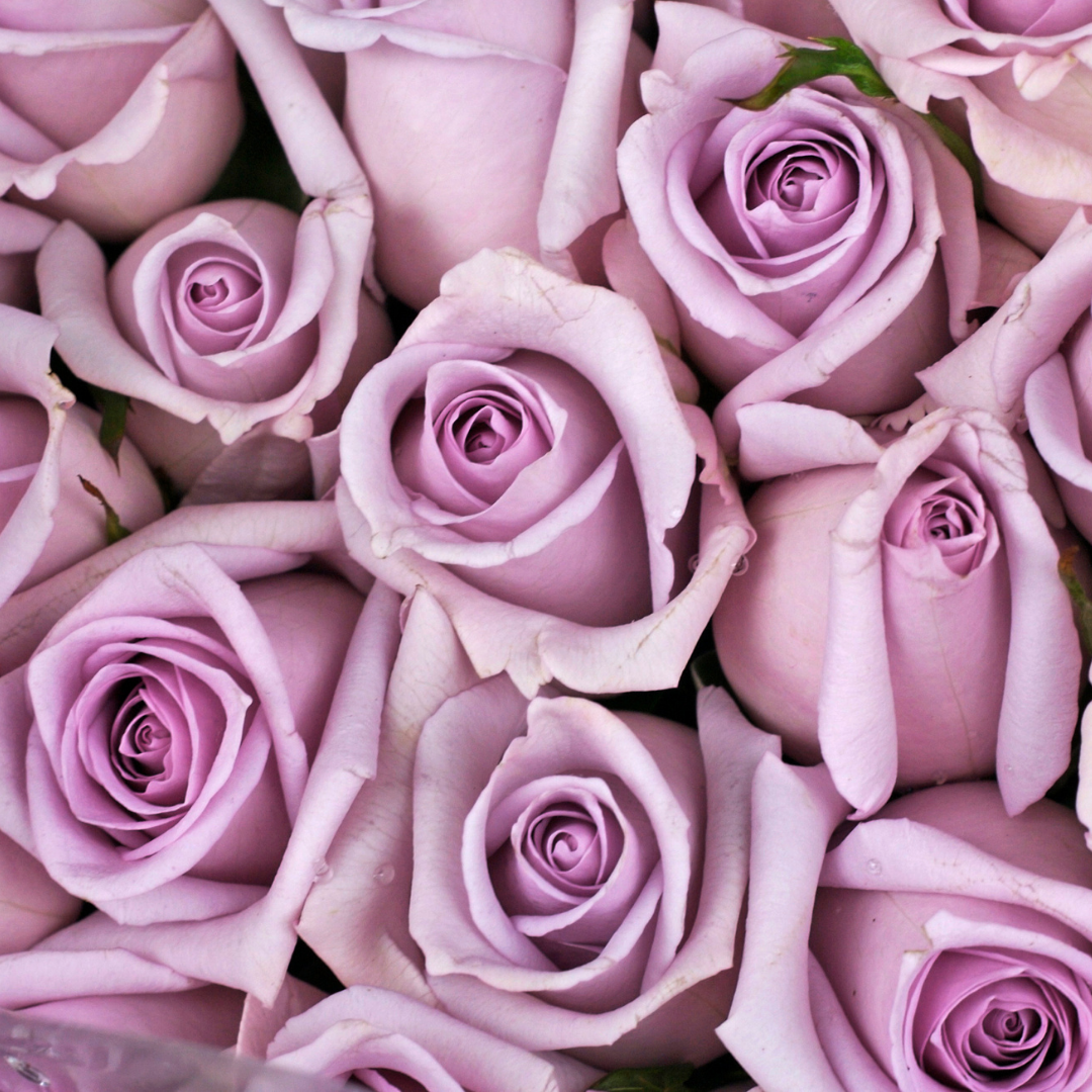 Lavender Rose Petals